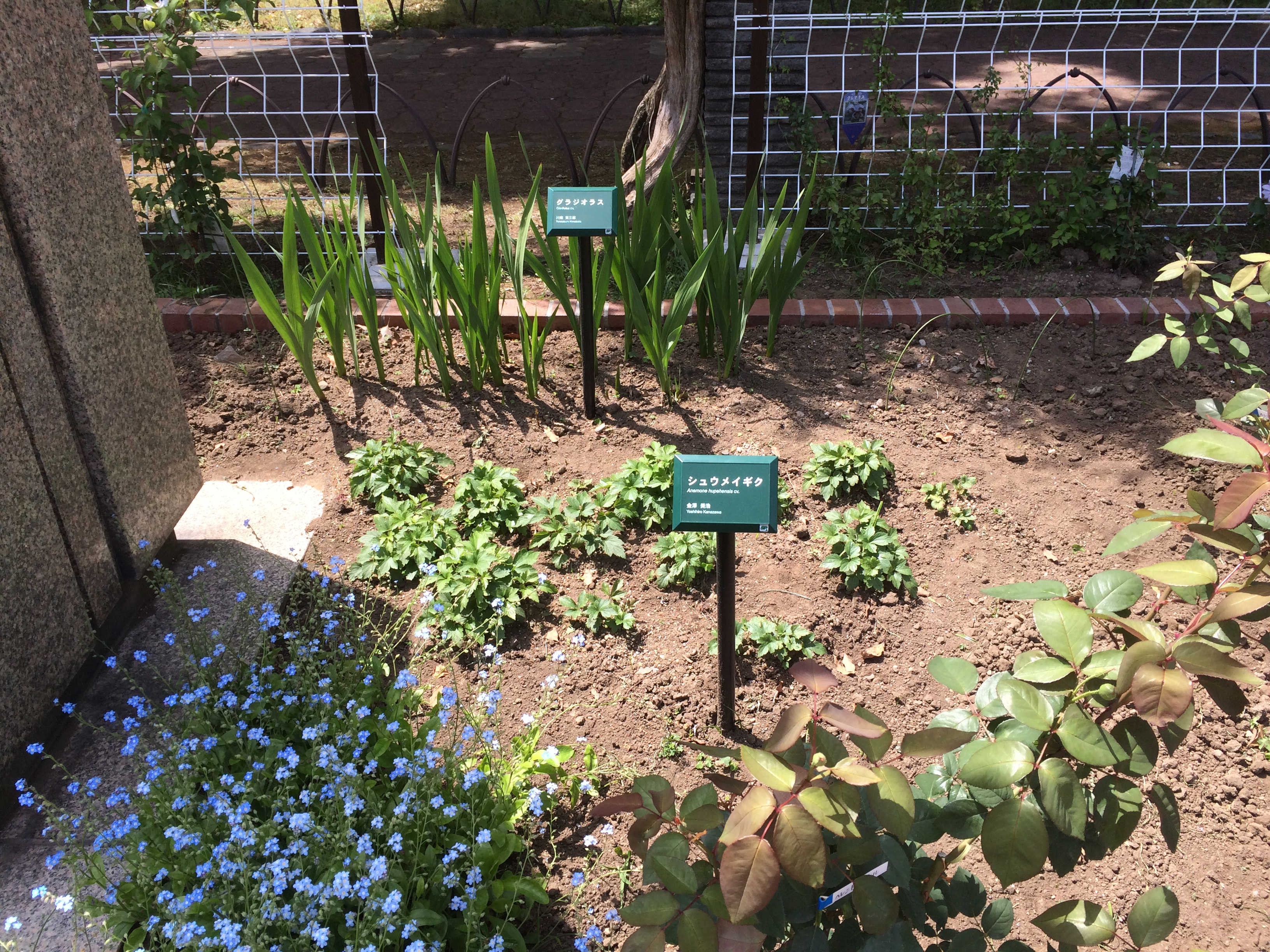 日比谷公園　第一花壇　シュウメイギク
